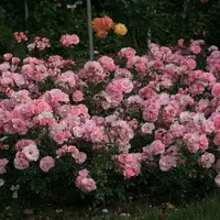 Роза почвопокровная Боника (Bonica)