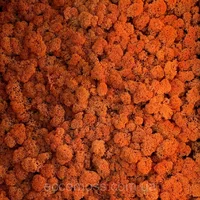 Стабилизированный мох  Green Ecco Moss cкандинавский ягель оранжевый 4 кг