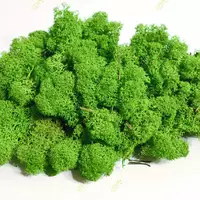 Стабилизированный мох  Green Ecco Moss cкандинавский мох ягель Light Green 0.5 кг